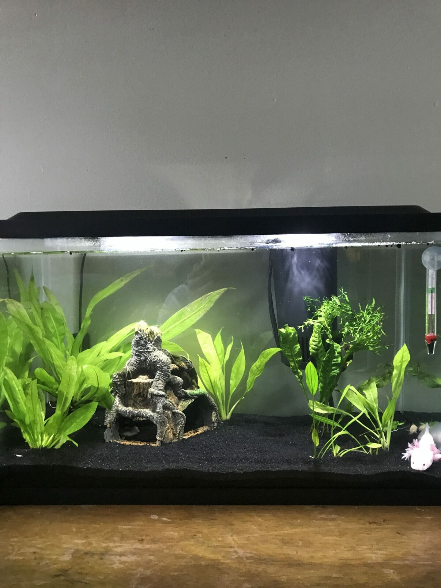 10 Best Plants For Axolotl Tank In 2023 The Wrench Finder