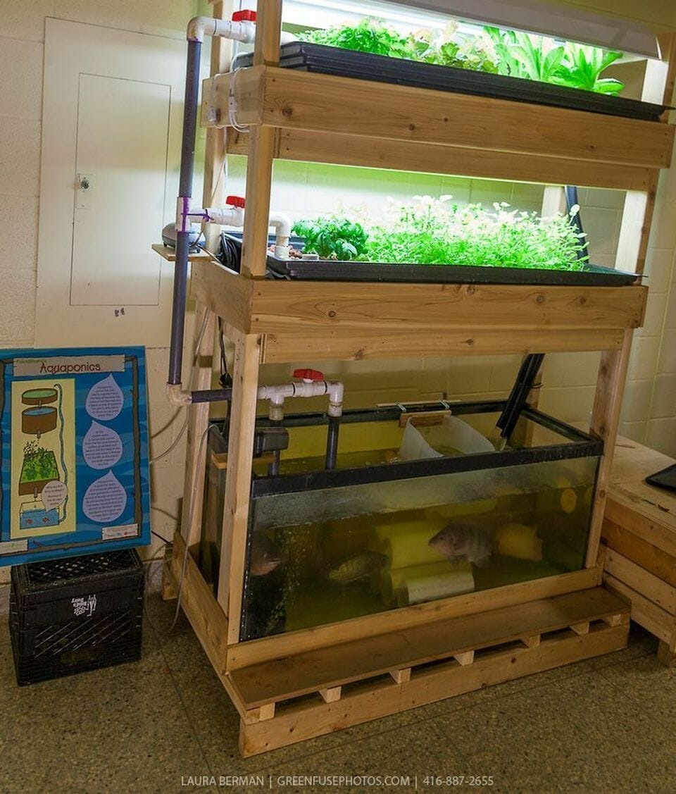 plants for aquaponics fish tank 2