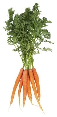 companion plants for carrots 1