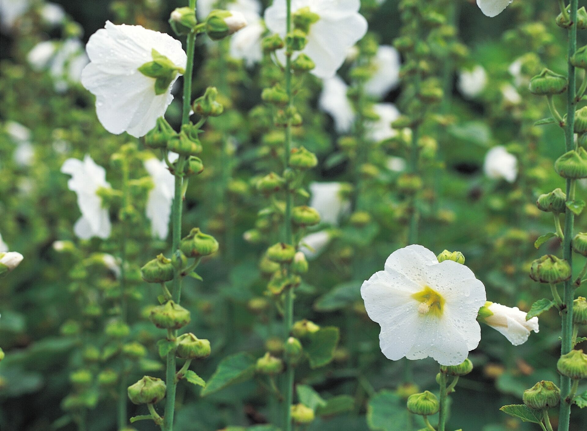 plants to hide electrical boxes 1