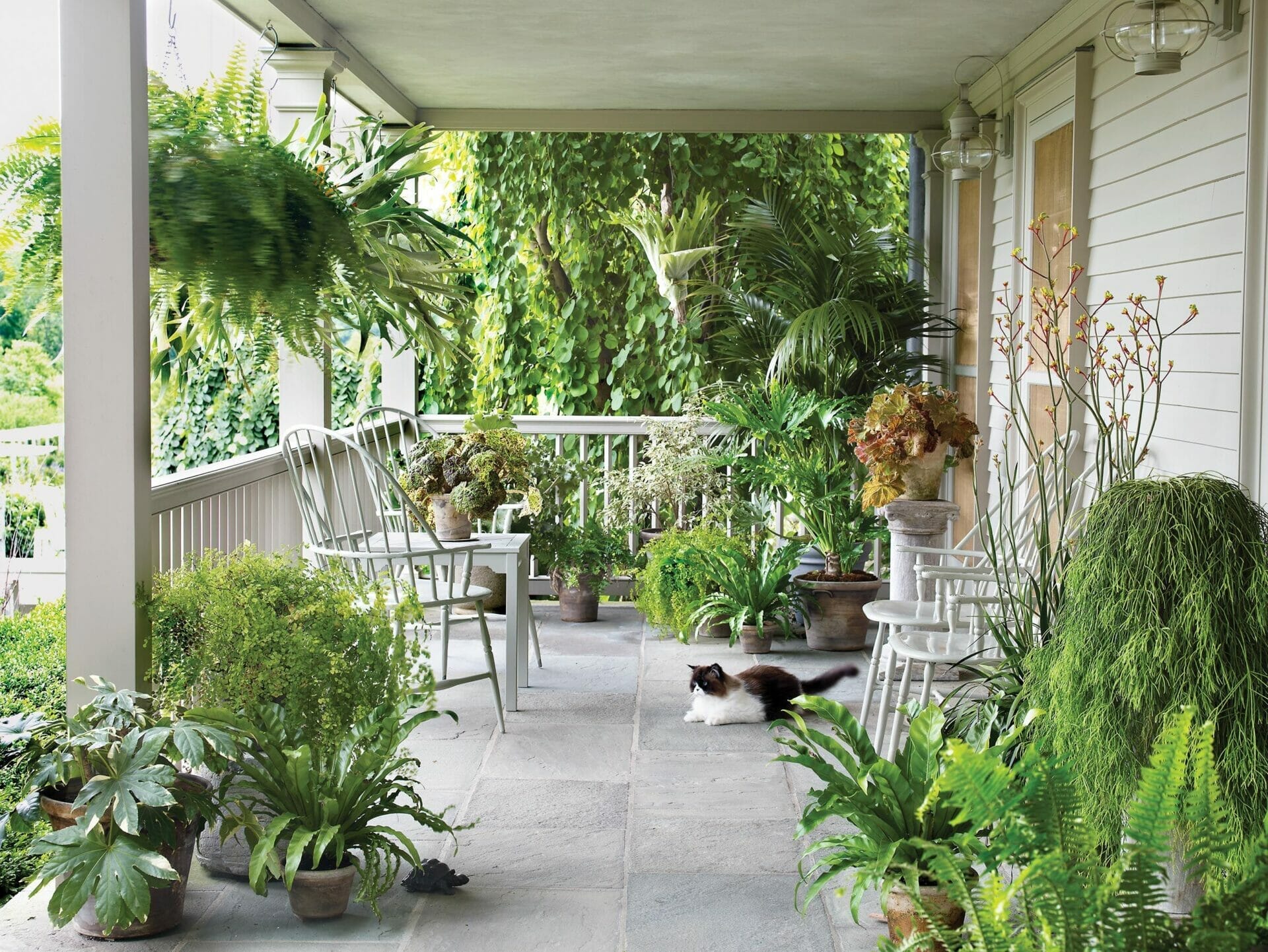 plants for sun porch 1