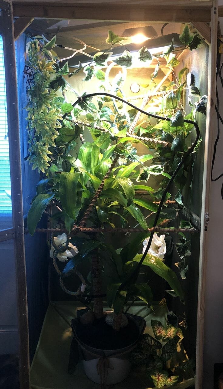 10 Best Live Plants For Chameleon Enclosure In 2023 The Wrench Finder
