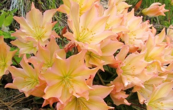 plants for washington state 1