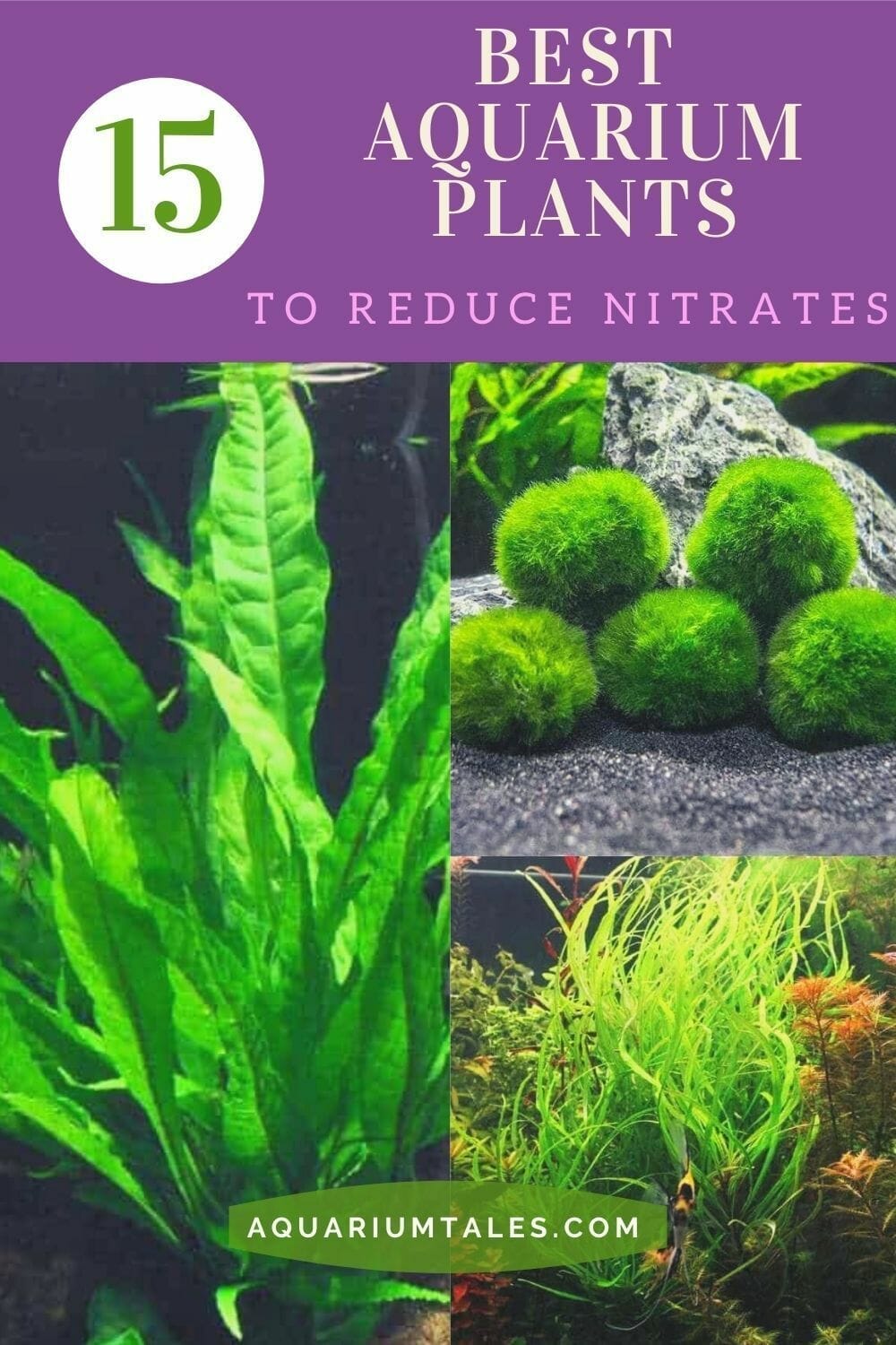 aquarium plants for reducing nitrates 1