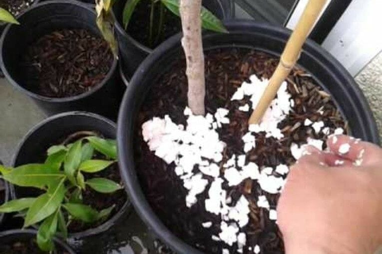 phosphate fertilizer for wisteria 2