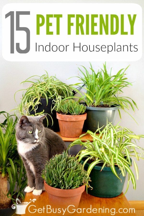 low light indoor plants pet safe 2