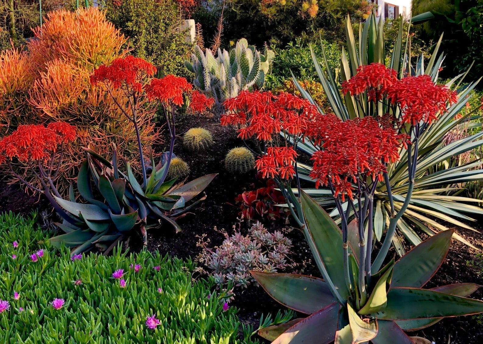drought tolerant plants for colorado 1