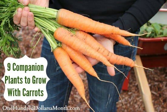 companion plants for carrots 2