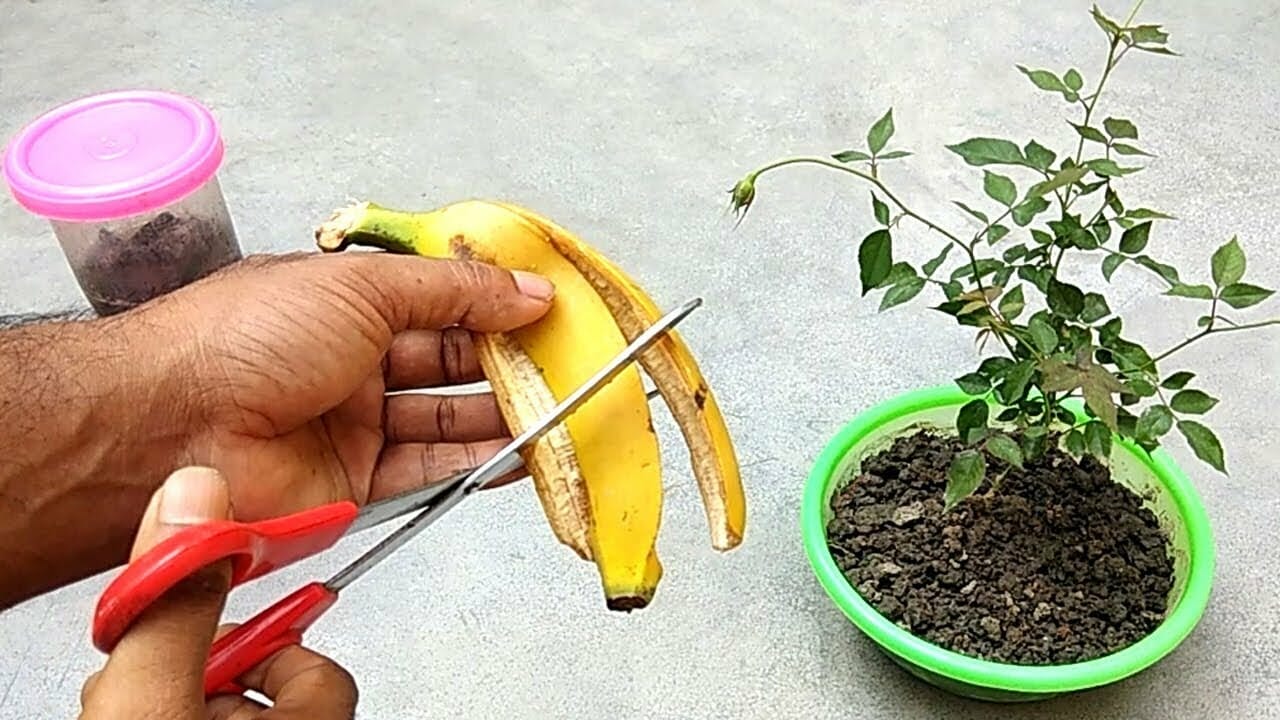 plant food for geraniums 1