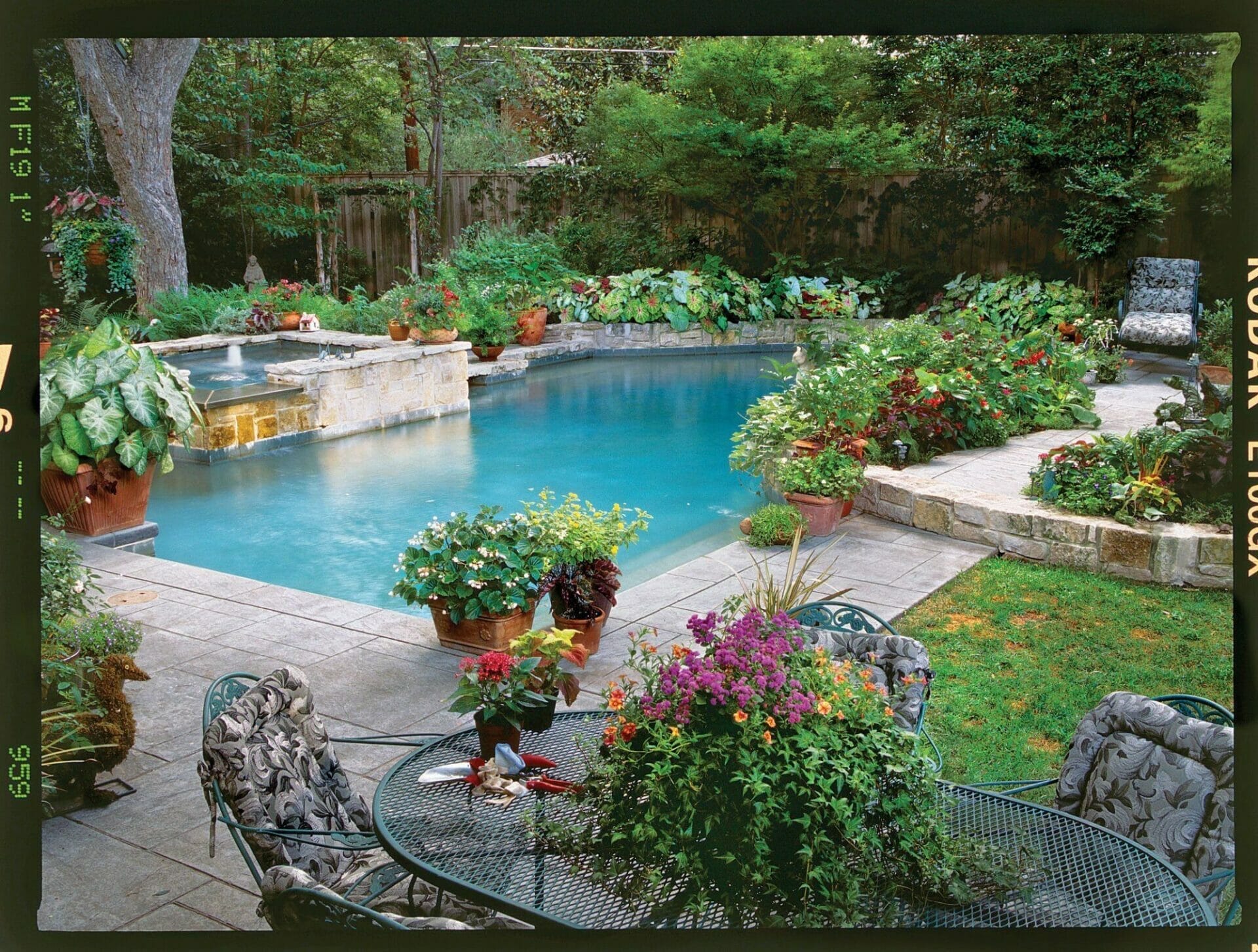trees to plant around a pool 2