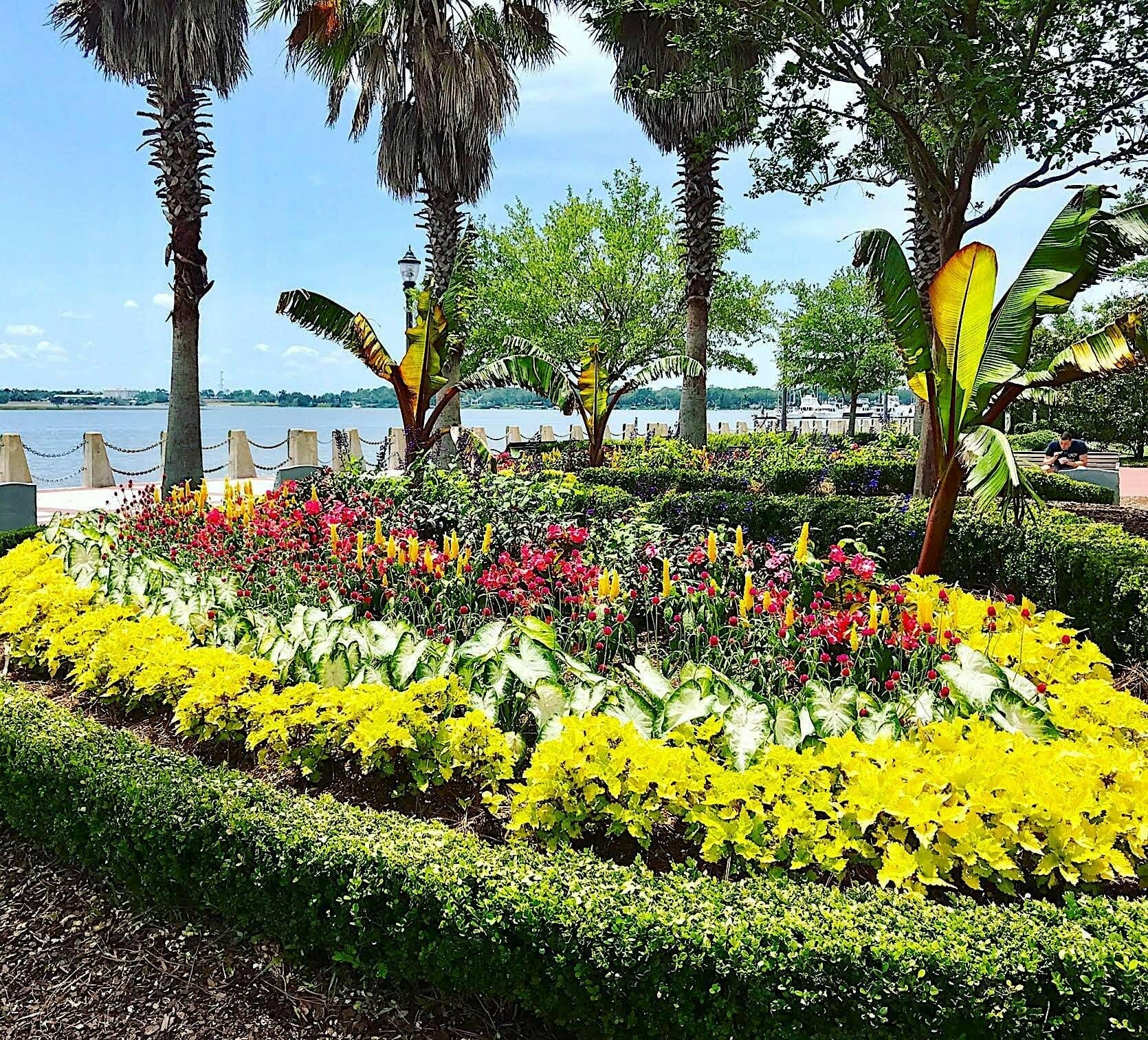 plant food for ferns 1