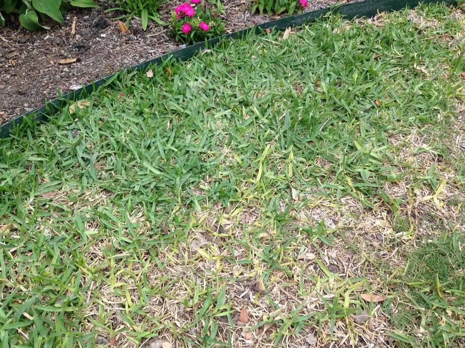 fertilizer for hot weather 2