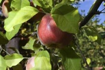 fertilizer for pear trees 2