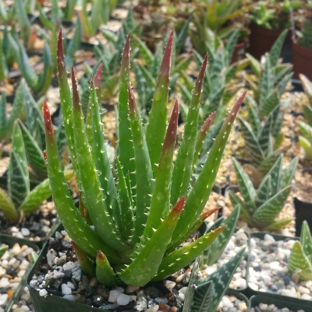 planters for aloe plants 1