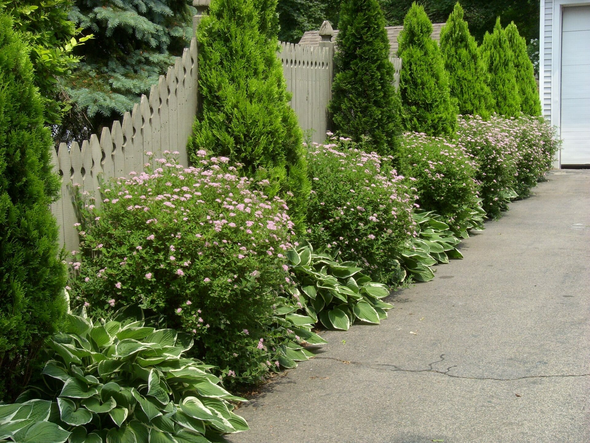 plants to line a driveway 2