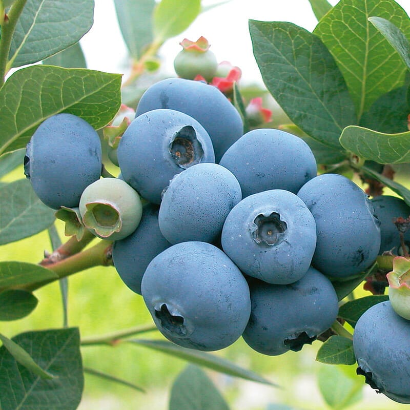 blueberry plants for pacific northwest 2