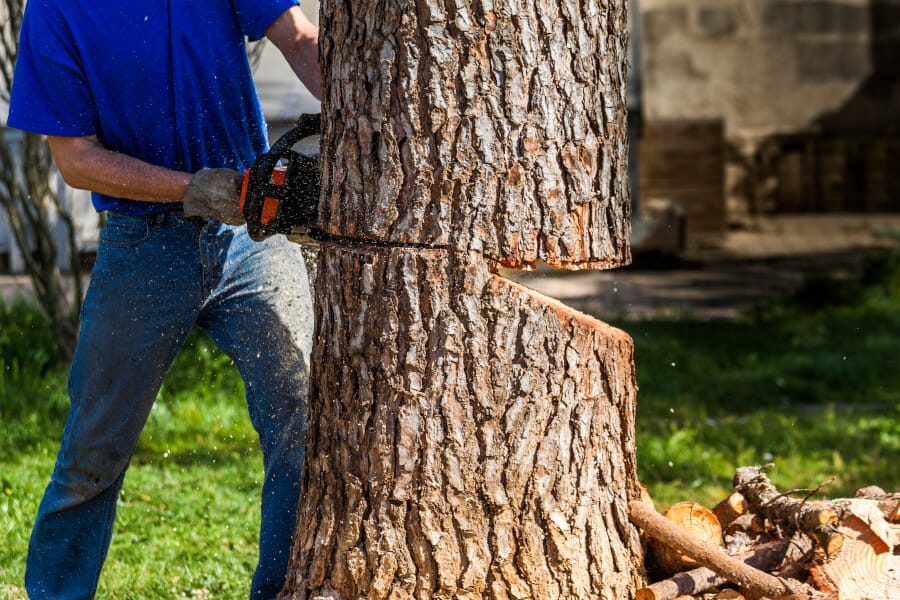 chainsaw to cut down trees 1