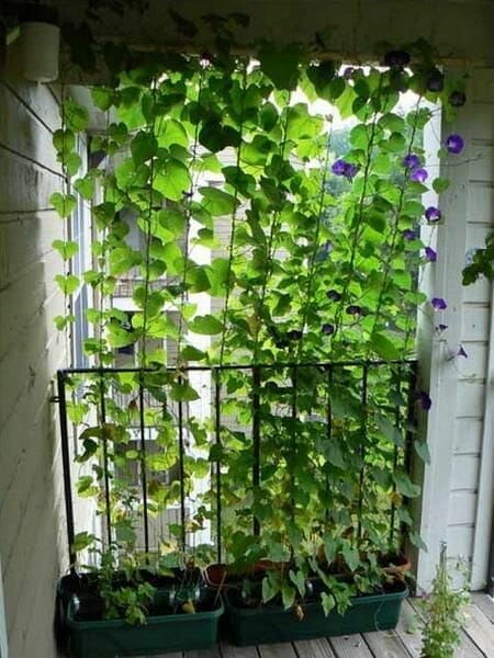tall plants for balcony privacy 2