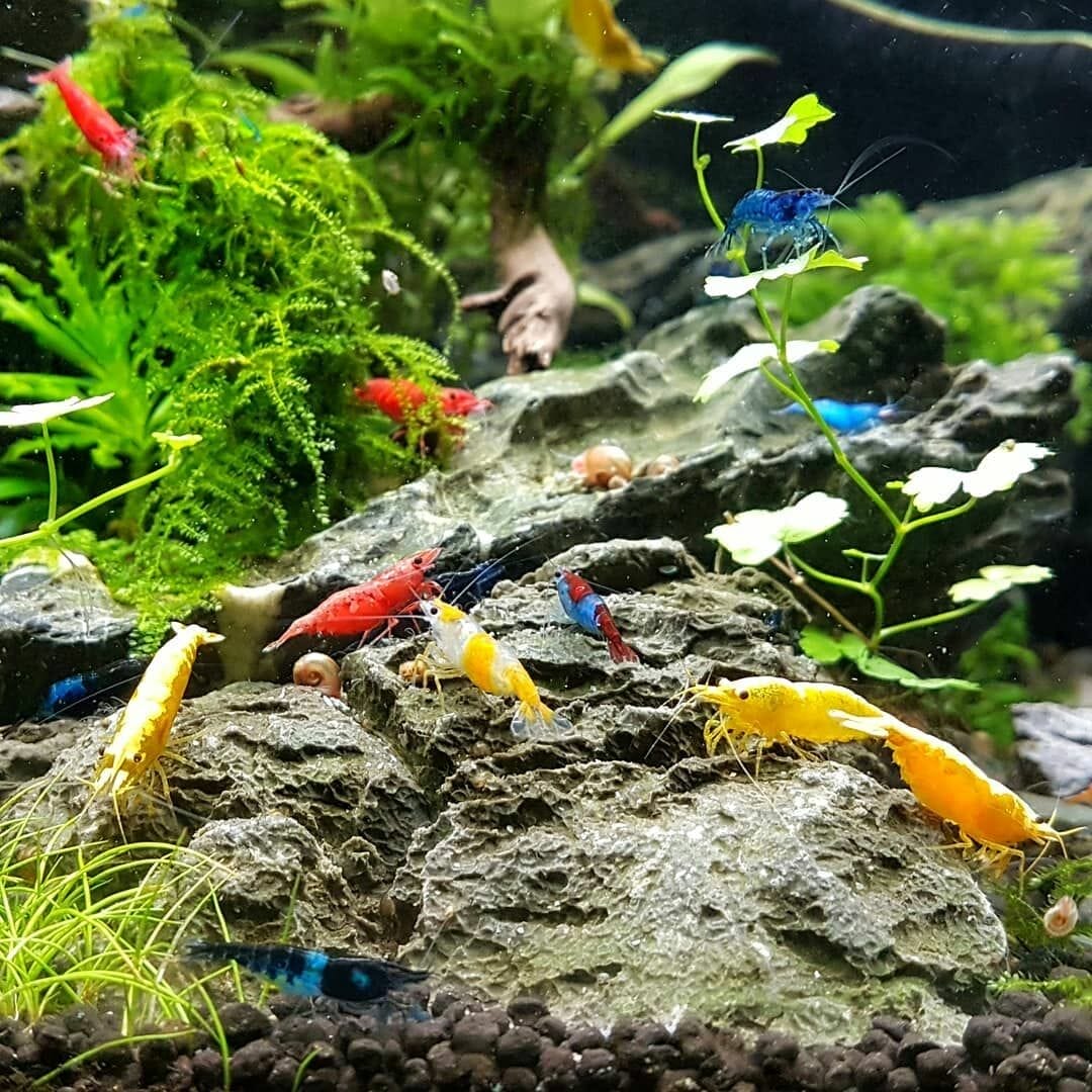 plants for shrimp tank 2