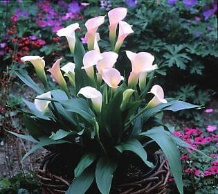 fertilizer for calla lilies 1