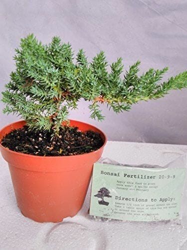fertilizer for juniper trees 2