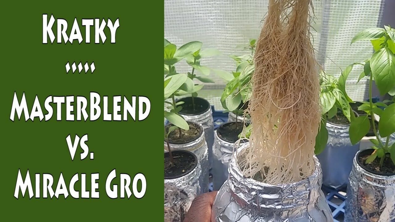 plants for kratky method 2