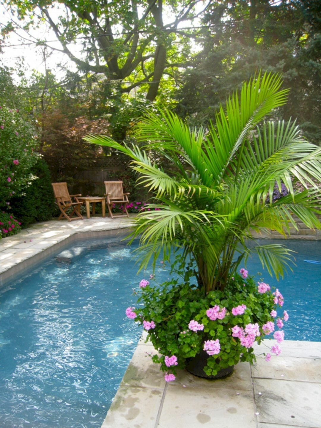 plants for around a pool 2