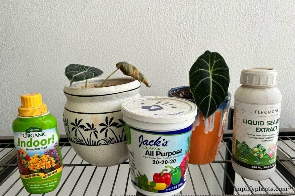 fertilizer for alocasia 1