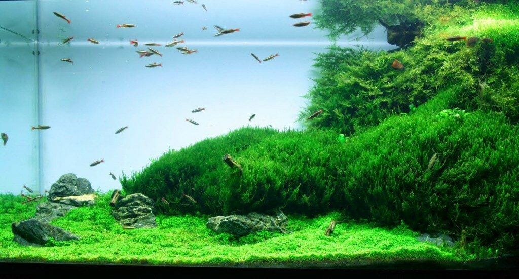carpeting plants for aquarium 2