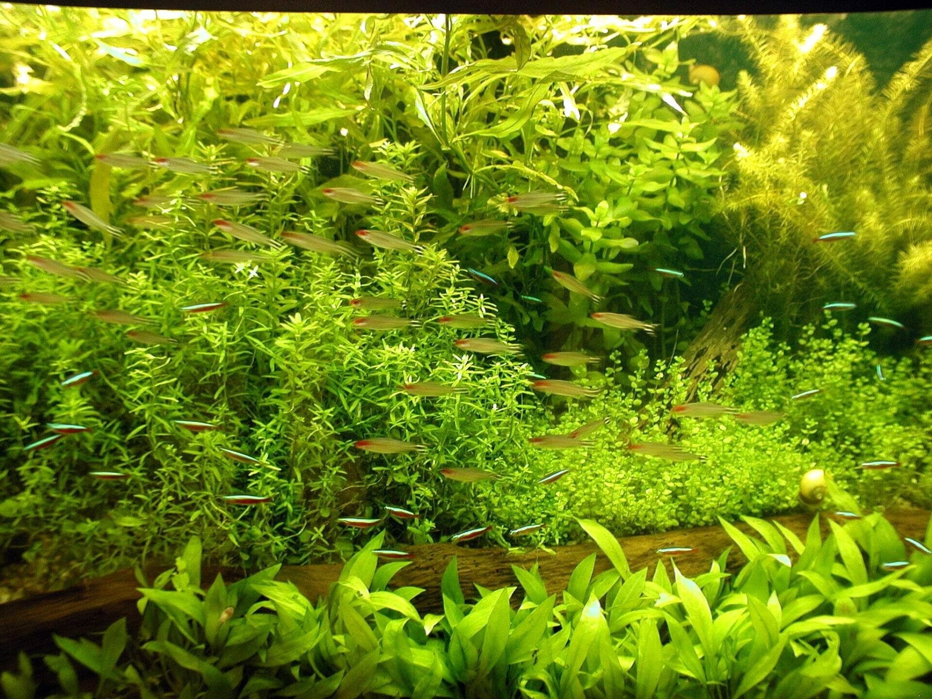 10 Best Background Aquarium Plants In 2023 The Wrench Finder
