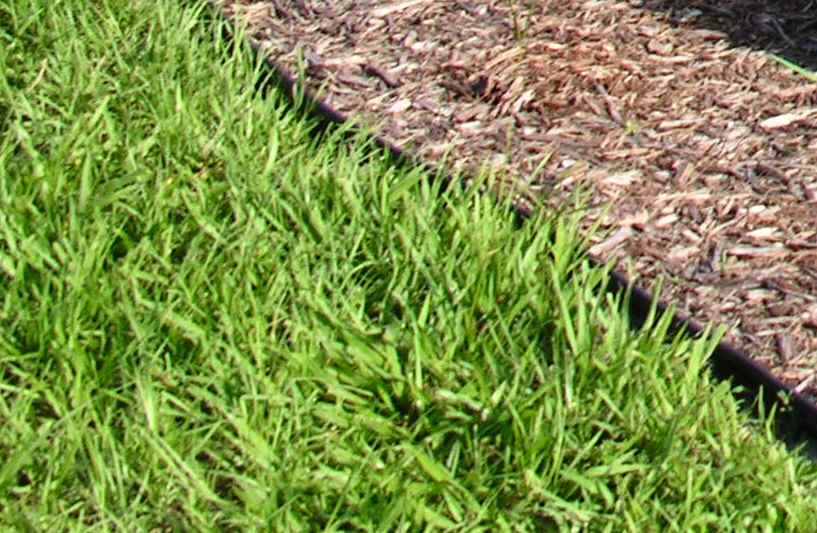 fertilizer for bahiagrass 2