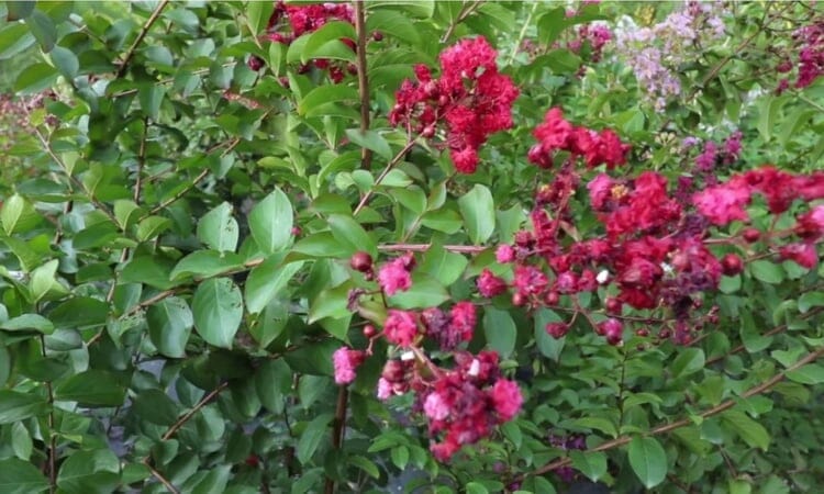 fertilizer for crepe myrtles 1