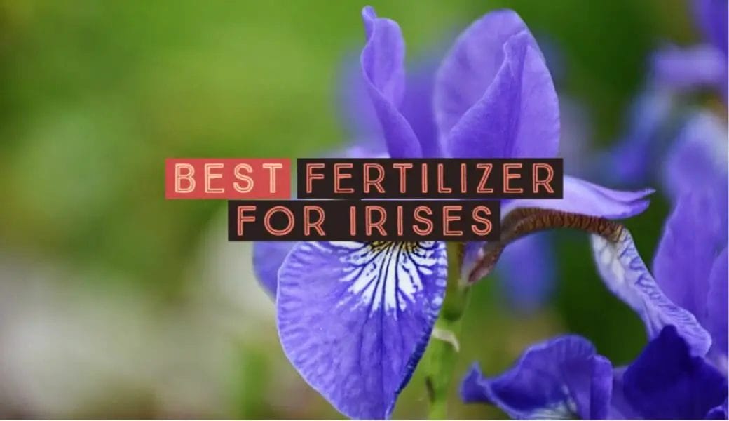 10 Best Fertilizer For Irises In 2023 The Wrench Finder