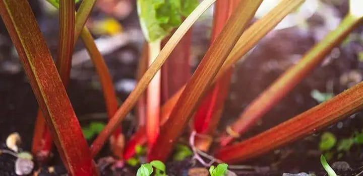 fertilizer for rhubarb 2