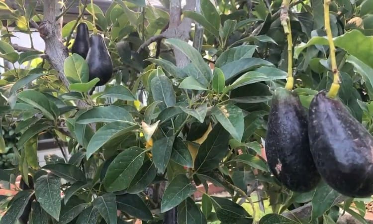 organic fertilizer for avocado trees 2