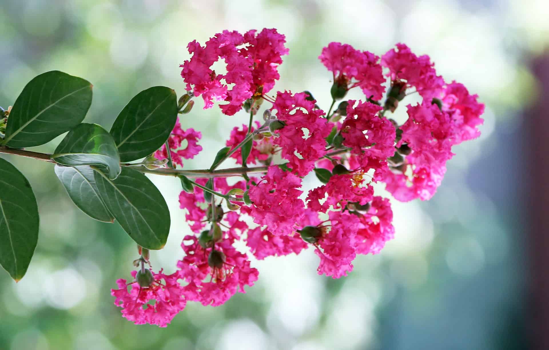 fertilizer for crepe myrtle tree 2