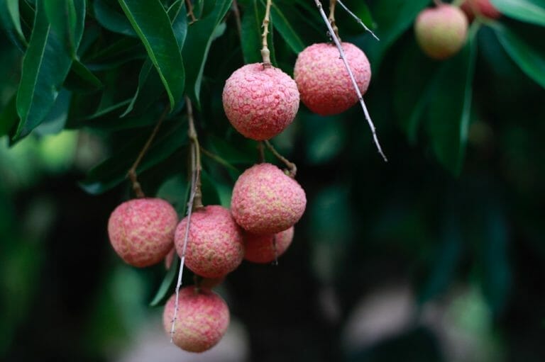 fertilizer for lychee tree 1