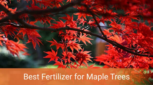 fertilizer for maple trees 1