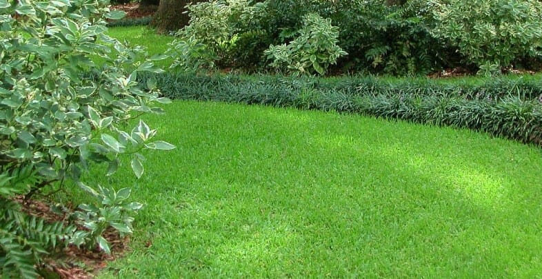 fertilizer for new st augustine sod 2