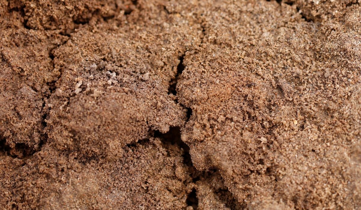 lawn fertilizer for sandy soil 1