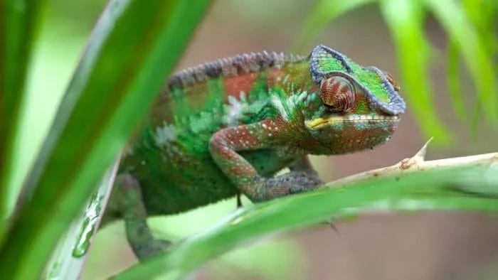 plants for chameleons 2