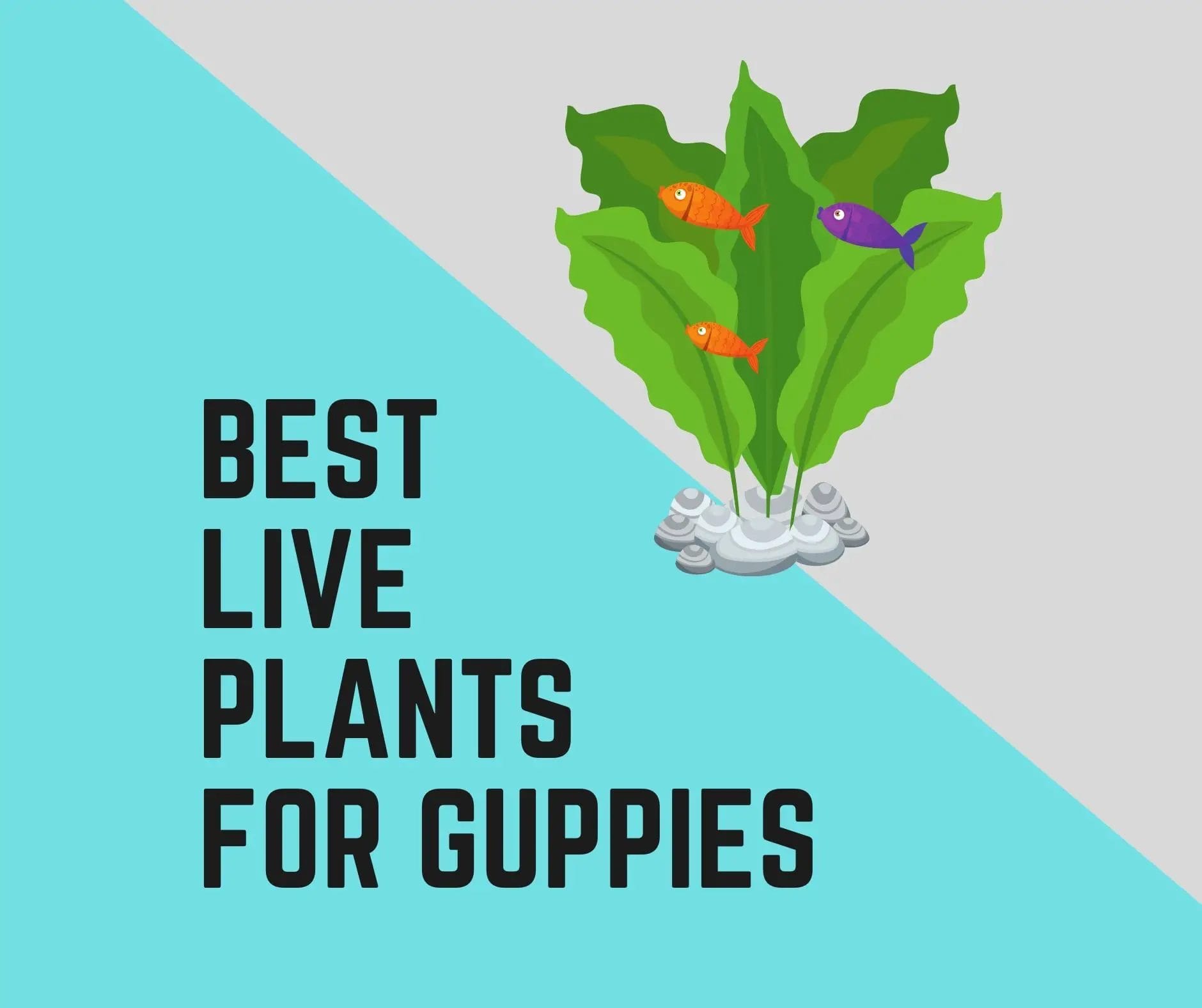 live plants for guppies 2