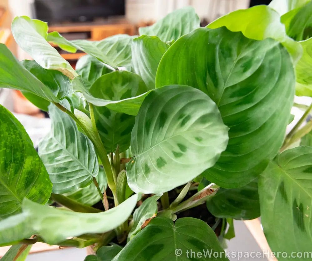 plants for an office with no windows 1