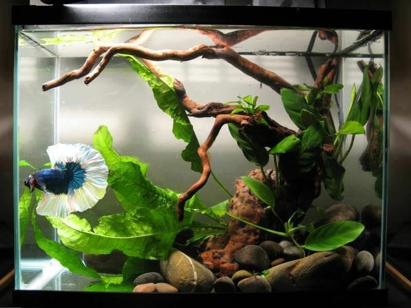 substrate for planted betta tank 2