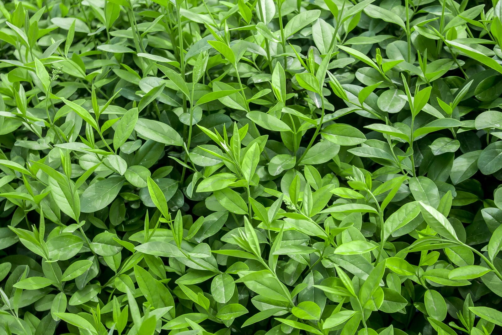 fertilizer for ligustrum 1