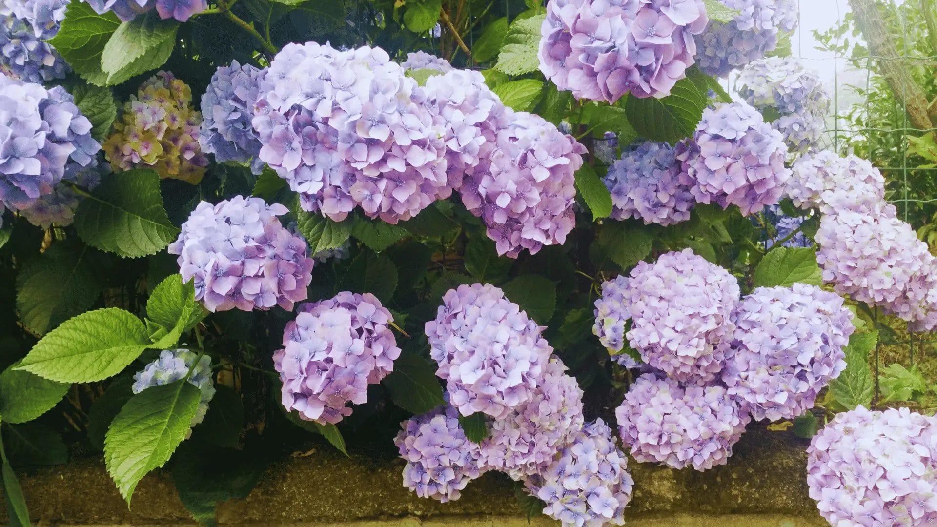 compost for hydrangeas 1