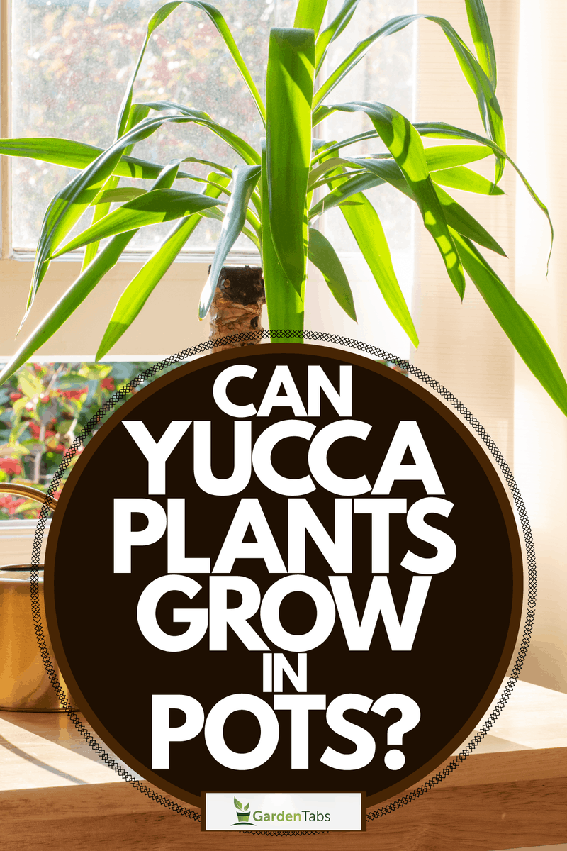 10 Best Pots For Yucca Plants In 2023 The Wrench Finder