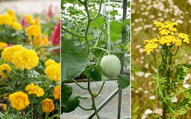 companion plants for cantaloupe 1
