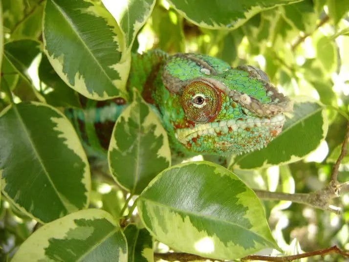 live plants for chameleon enclosure 2