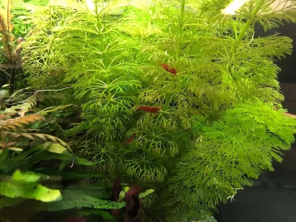 10 Best Plants For Cherry Shrimp In 2023 The Wrench Finder